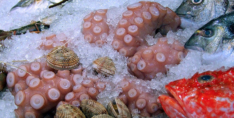 caralin-group-pulpo3