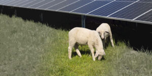 Día Mundial del Medio Ambiente, la energía solar como motor de cambio en el sistema eléctrico español